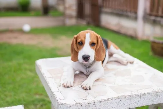 beagle-in-garden