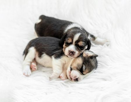 beagle-pup
