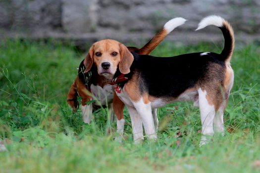 beagle-in-park