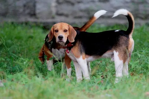beagle-in-park