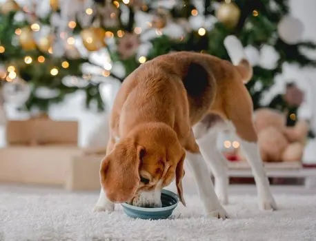 beagle-at-home