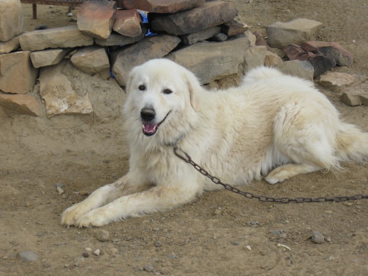 Great-Pyrenees-friendly-breed