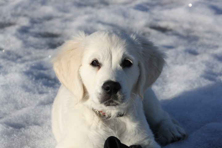 Great-Pyrenees-puppy