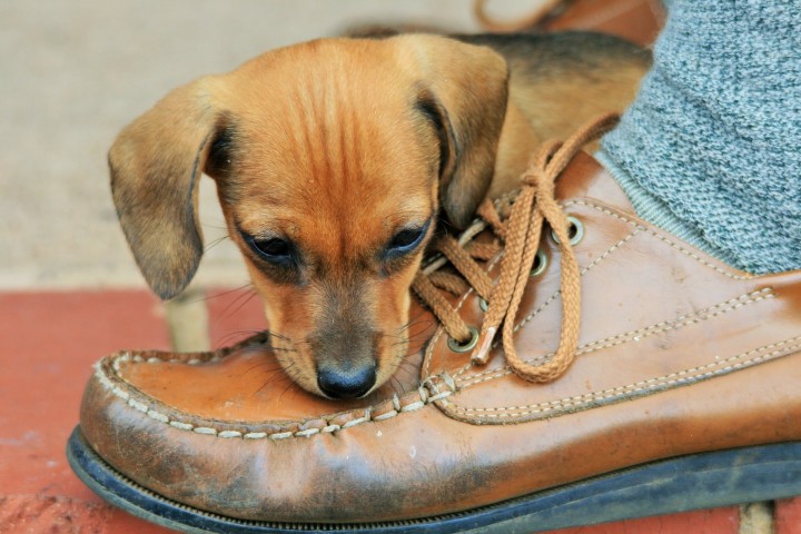 dog-lick-shoes