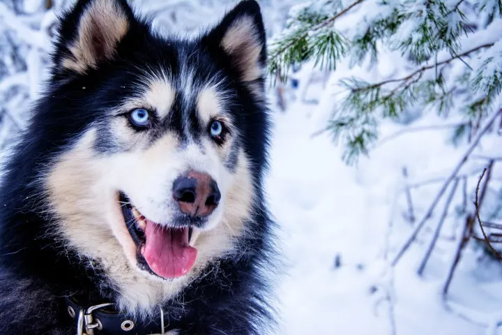 Pomskies-cold-weather-breed