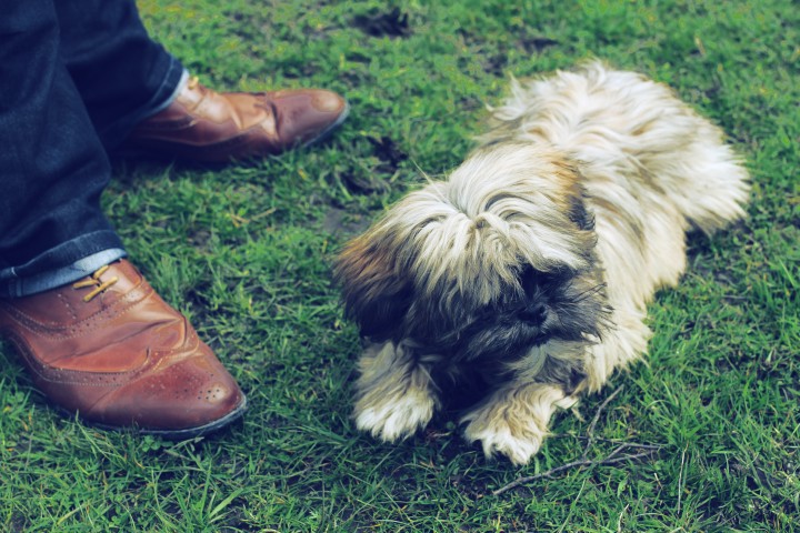 dog-staring-shoe