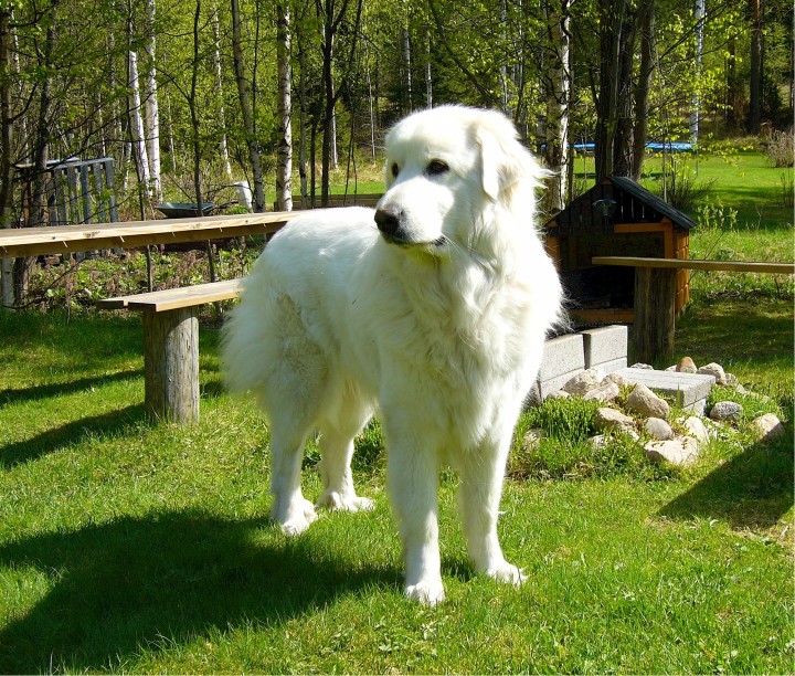 Great-Pyrenees-dog