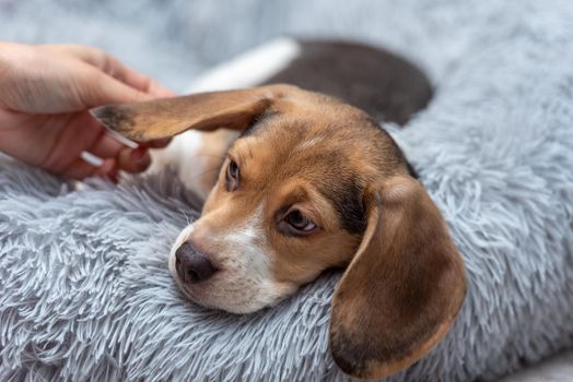 grooming-beagle