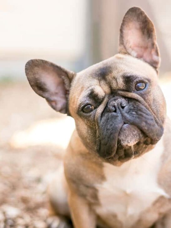 Are French Bulldogs Hypoallergenic Dogs? (Find Out Now!)