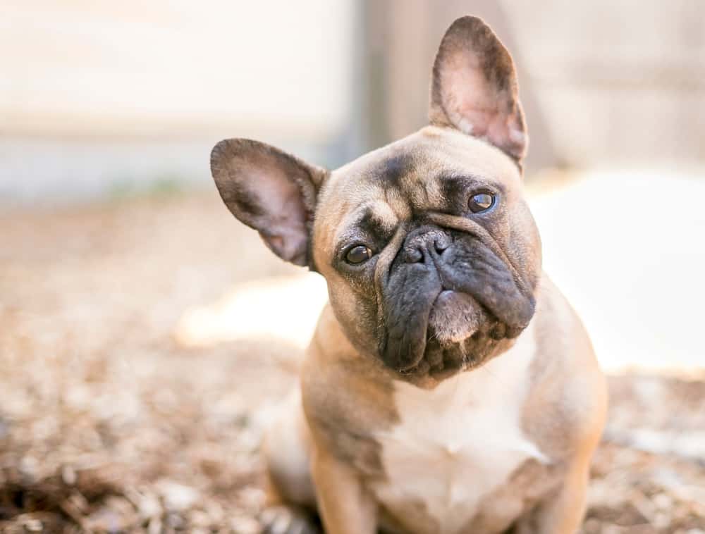 Are French Bulldogs Hypoallergenic Dogs