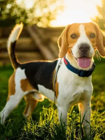 Are Beagles Hypoallergenic? (See What The Vet Says!)