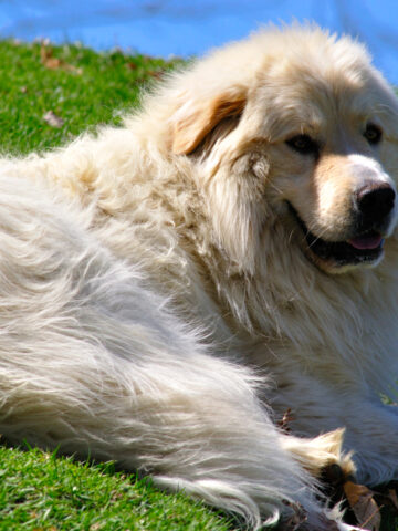 Are Great Pyrenees Aggressive? (Find Out Now!)