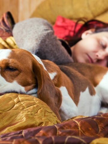 Why Do Dogs Sleep With Their Bum Facing You? (Find Out Now!)