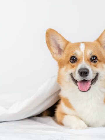 Are Corgis Hypoallergenic Dogs? (Find Out Now!)