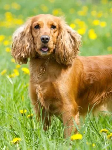 Are Cocker Spaniels Hypoallergenic? (See What the Vet Says!)