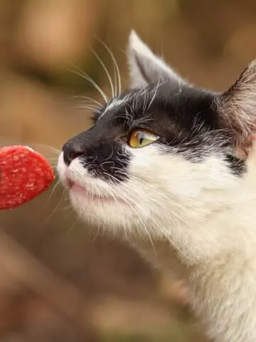 Can Cats Eat Salami? (See What The Vet Says!)