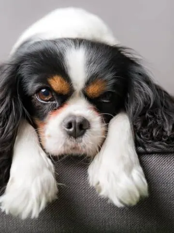 Are King Charles Cavaliers Hypoallergenic Dogs? (Find Out Now!)