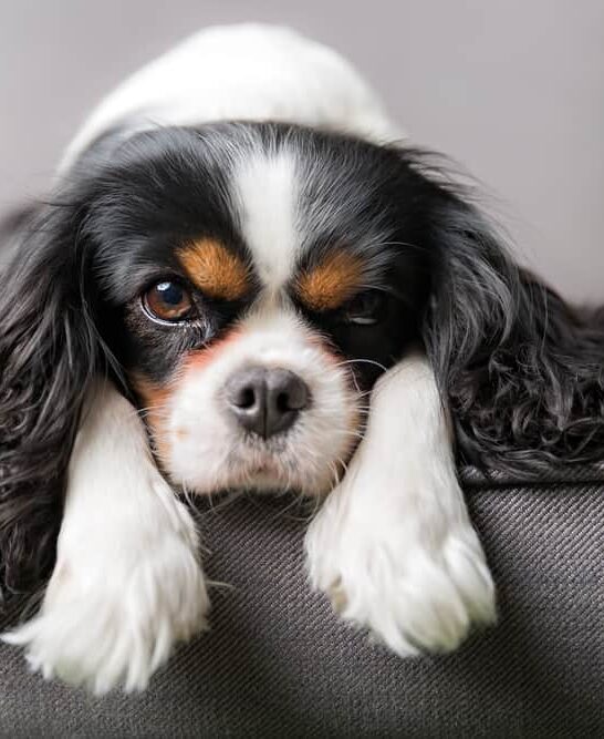 Are King Charles Cavaliers Hypoallergenic Dogs