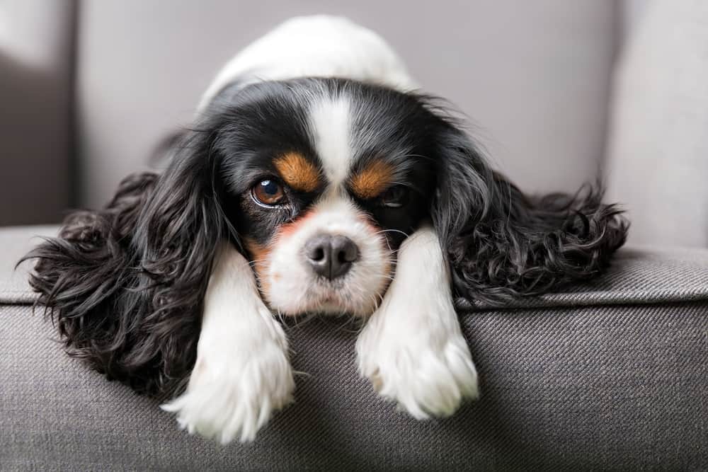 Are King Charles Cavaliers Hypoallergenic Dogs