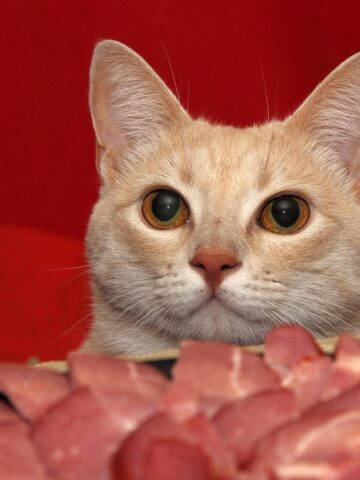 Can A Cat Eat Beef Jerky? (See What The Vet Says!)