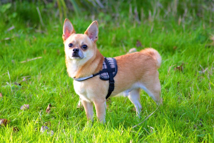 pet-Chihuahua