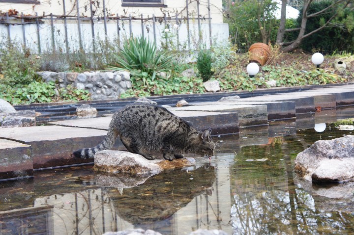 teaching-cat-to-swim