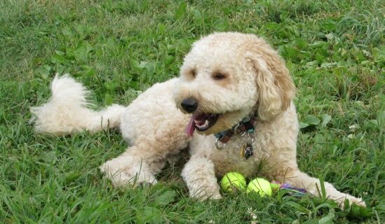 Goldendoodle-playing