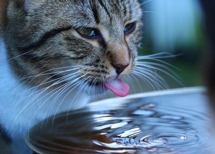 cat-tongue