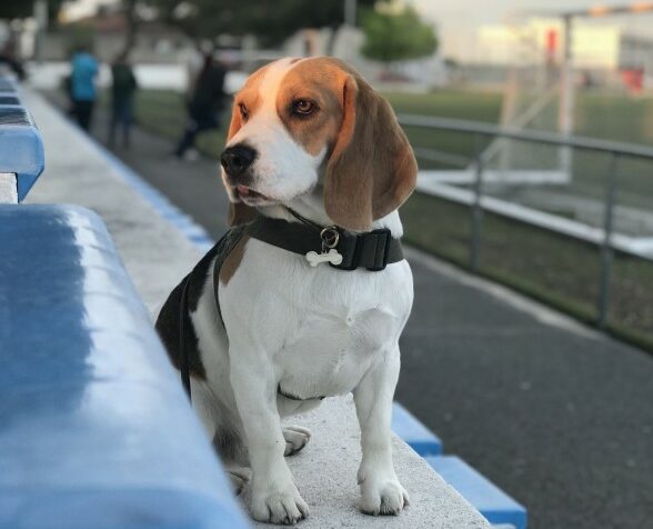beagle-coat