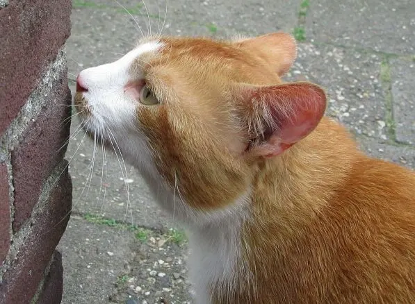 cat-sense-of-smell