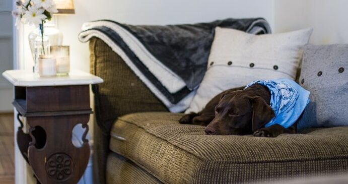 Chocolate-Lab-at-home