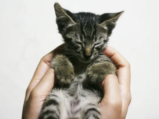 kitten-in-hand
