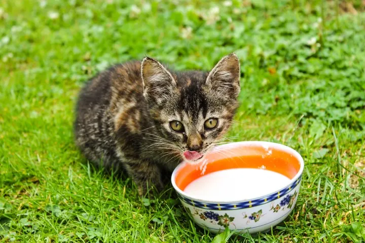 kitten-food