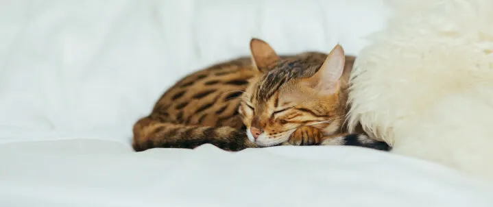 curled-up-cat