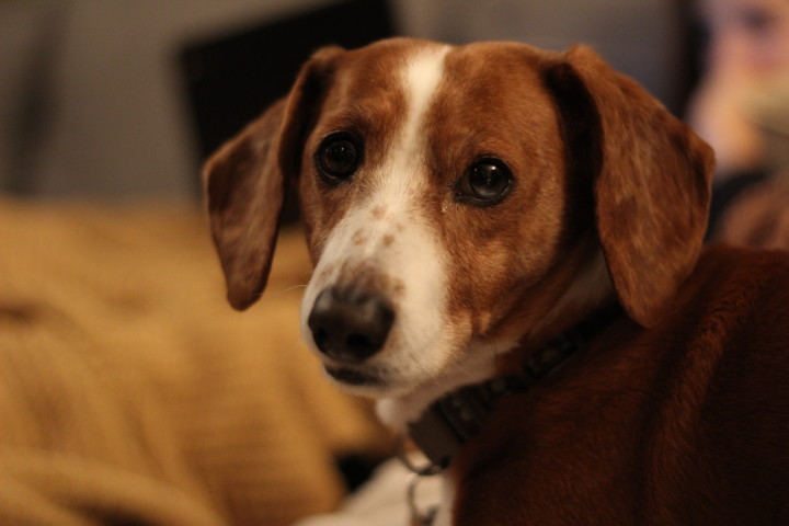 beagle-pet-dog