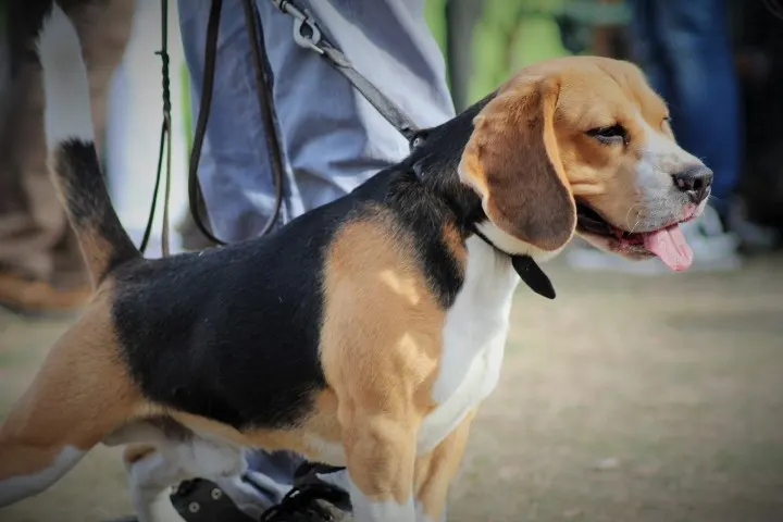 pet-beagle