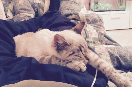 cat-licking-blanket