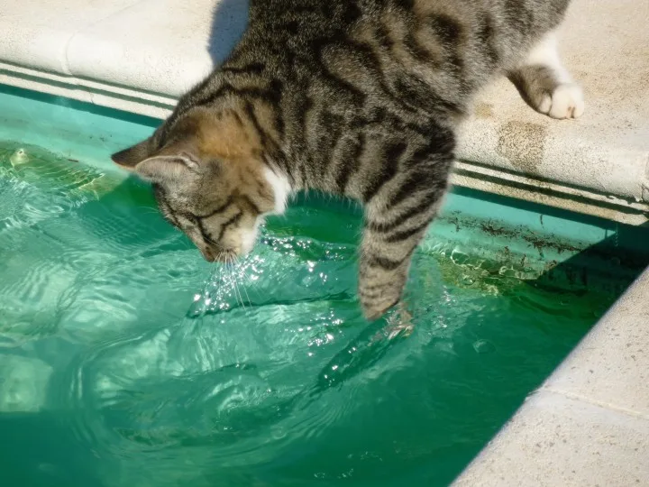 kitten-swim