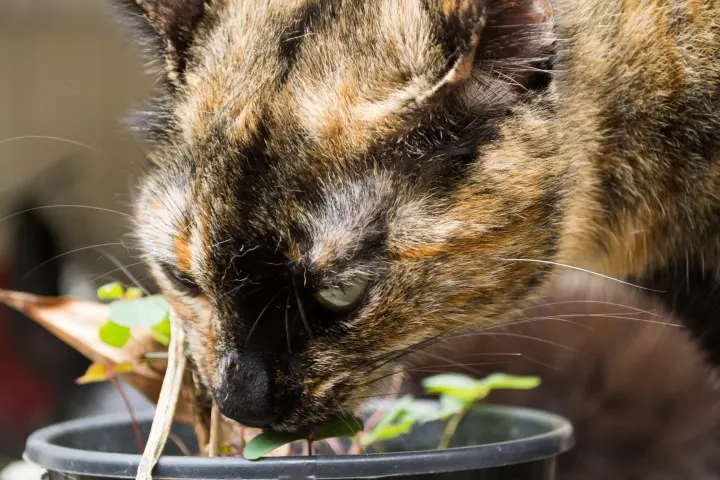 cats-eat-asparagus