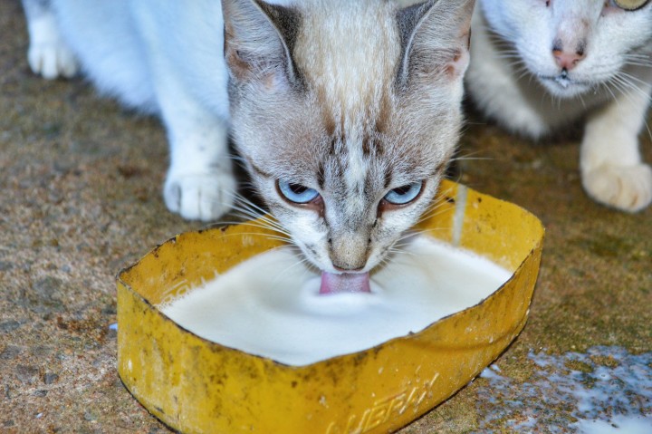 adult-cat-drink-milk