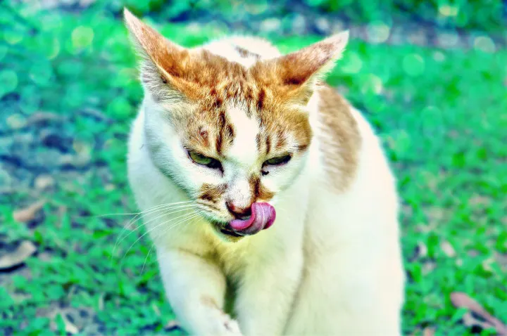 cat-licking