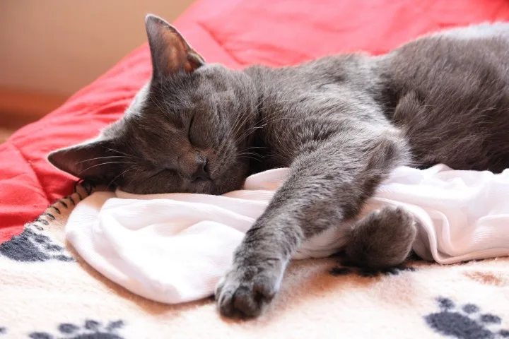 cat-likes-blanket
