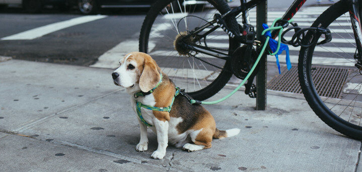 beagle-on-road