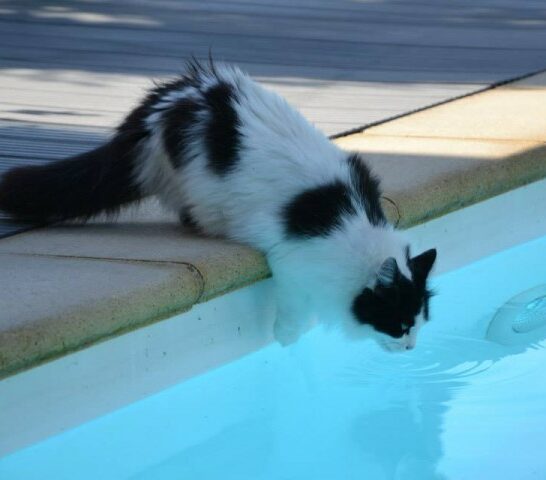 cat-around-pool
