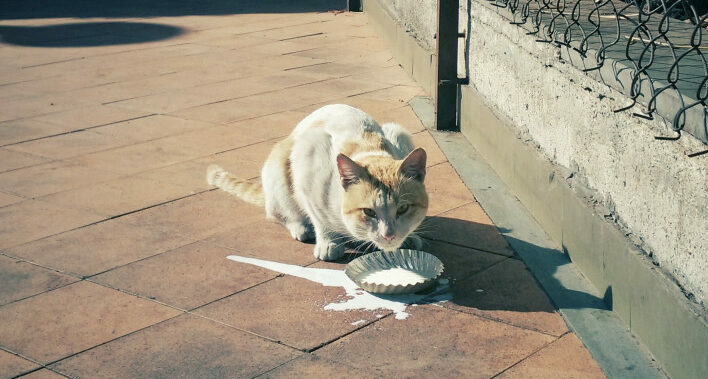 cat-spilled-milk