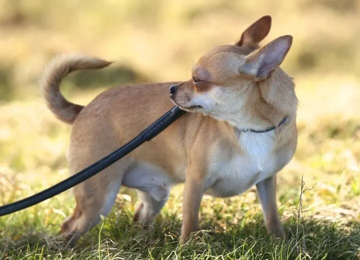 Chihuahua-walk