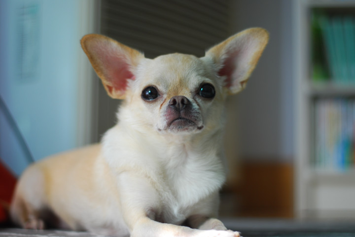Chihuahua-pet