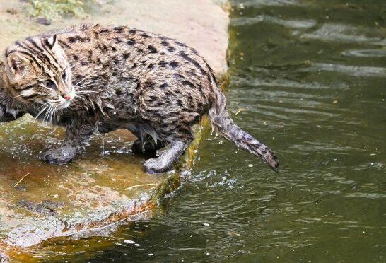 cat-around-water