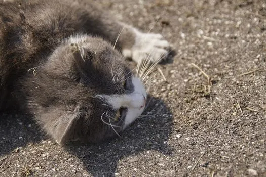 cat-rolling-on-concrete