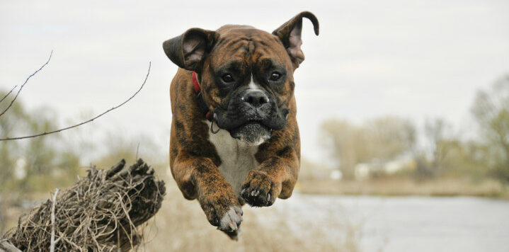 boxer-dog-jumping
